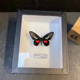 Entomological box -...