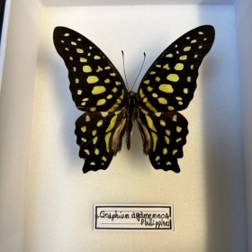 Entomological box - Graphium Agamemnon - Tailed Jay
