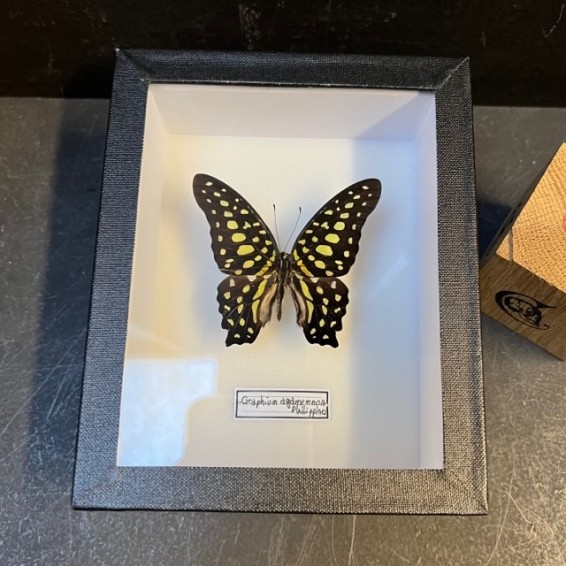 Entomological box - Graphium Agamemnon - Tailed Jay