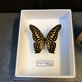 Entomological box - Graphium Agamemnon - Tailed Jay