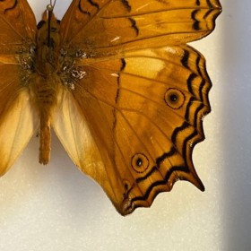 Papillon Vindula erota - Croiseur commun - Boite entomologique