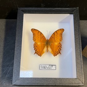 Papillon Vindula erota - Croiseur commun - Boite entomologique