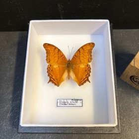 Papillon Vindula erota - Croiseur commun - Boite entomologique