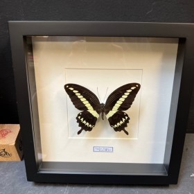 Papillon Papilio Gigon -...