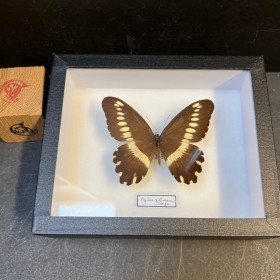 Papillon Papilio gallienus...
