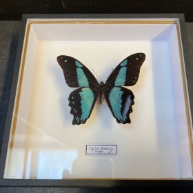 Papilio bromius butterfly -...