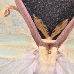 Actias luna - Luna Moth: Entomological box