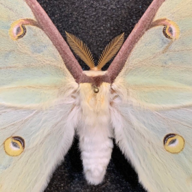 Actias Luna - Papillon lune: Boite entomologique fond noir -