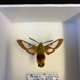 small Entomological Box - hemaris fuciformis