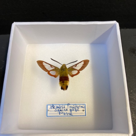Hemaris fuciformis - Sphinx gazé - Boite entomologique 10x10