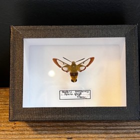 Entomological Box - hemaris...