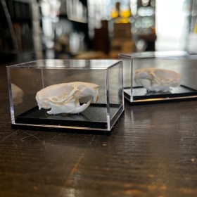 Crâne de Rat brun sous boîte - Rattus norvegicus