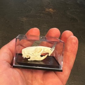 Crâne de Rat brun sous boîte - Rattus norvegicus