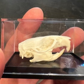 Crâne de Rat brun sous boîte - Rattus norvegicus