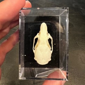 Crâne de Rat brun sous boîte - Rattus norvegicus