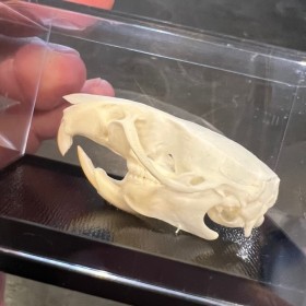 Crâne de Rat brun sous boîte - Rattus norvegicus