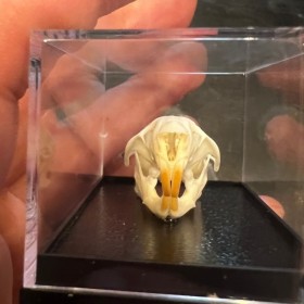 Crâne de Rat brun sous boîte - Rattus norvegicus