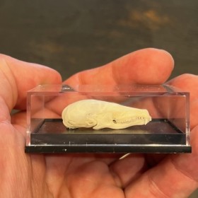 Crâne de Taupe d'Europe sous boîte - Talpa europaea