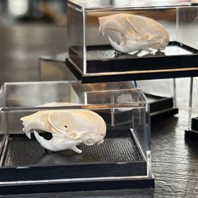 House mouse skull in box -...