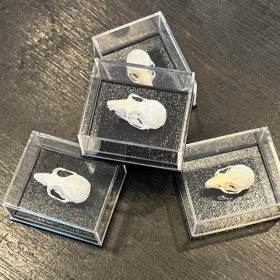 Crâne de Souris commune sous boîte - Mus musculus