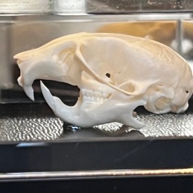 Crâne de Souris commune sous boîte - Mus musculus