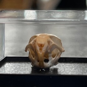 Crâne de Souris commune sous boîte - Mus musculus