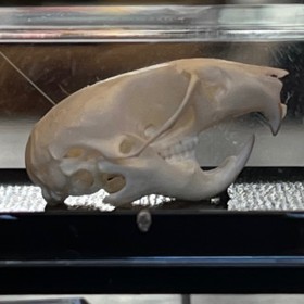 Crâne de Souris commune sous boîte - Mus musculus