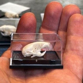 Crâne de Souris commune sous boîte - Mus musculus