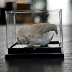 Golden Hamster skull in box...