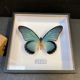 Papilio zalmoxis butterfly...