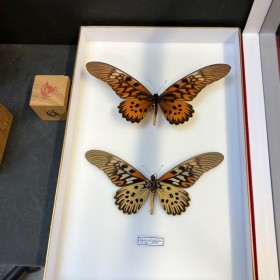Entomological box - 2...