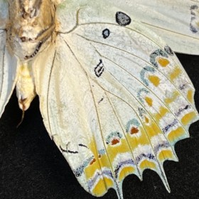 Polyura delphis butterfly -...