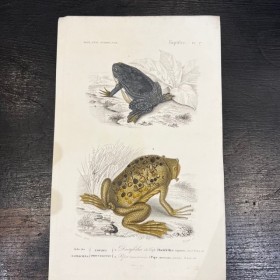 Reptiles - Antique chart by...