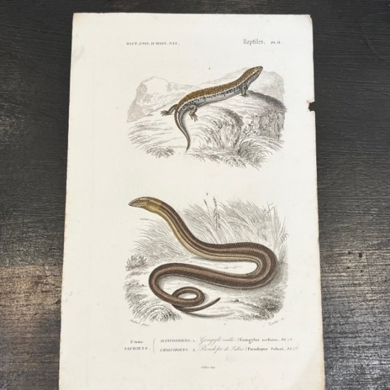 Reptiles - Planche ancienne en couleurs par D'Orbigny - 1869