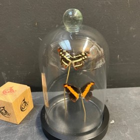 Little butterfly glass dome...