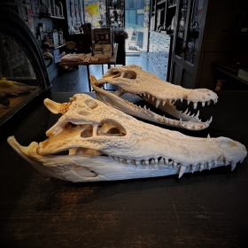 Crâne de Crocodile du Siam - Crocodylus siamensis - 30/31cm - (Avec son permis CITES)