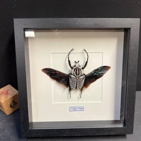 copy of Entomological frame...