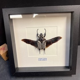 Entomological frame -...