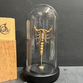 Scorpion under a globe:...