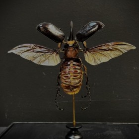 Insect shard - Dynastes...