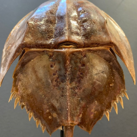 Horseshoe crab on base (little size): Carcinoscorpius rotundicauda - Philippines