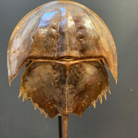 Horseshoe crab on base (little size): Carcinoscorpius rotundicauda - Philippines