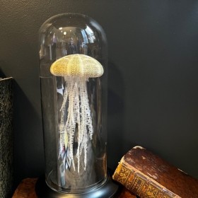 Jellyfish under a globe -...