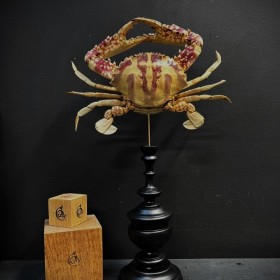 Crucifix crab - Giant crab...