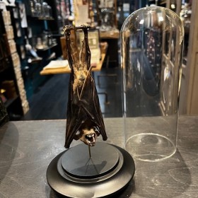 Chauve-souris suspendue...
