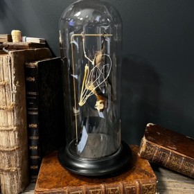 Demi squelette de Chauve-souris sous globe: Cynopterus brachyotis