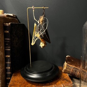 Half skeleton of a bat suspended under a globe: Cynopterus brachyotis
