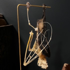 Half skeleton of a bat suspended under a globe: Cynopterus brachyotis