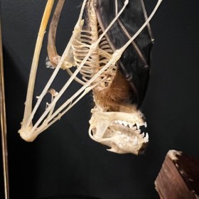 Half skeleton of a bat suspended under a globe: Cynopterus brachyotis