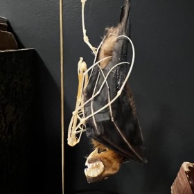 Demi squelette de Chauve-souris sous globe: Cynopterus brachyotis